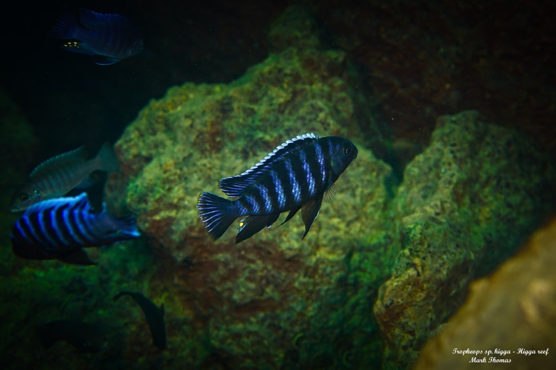 Tropheops sp. 'higga' Higga Reef